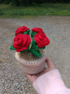 Rose flower pot 