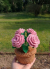 Rose pot 